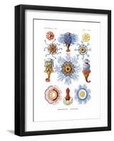 Siphonophorae, 1899-1904-null-Framed Giclee Print