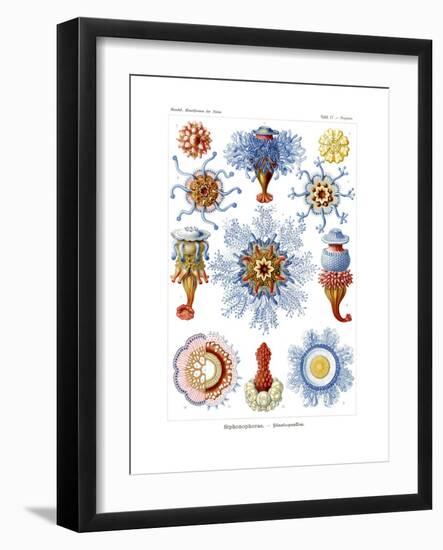 Siphonophorae, 1899-1904-null-Framed Giclee Print