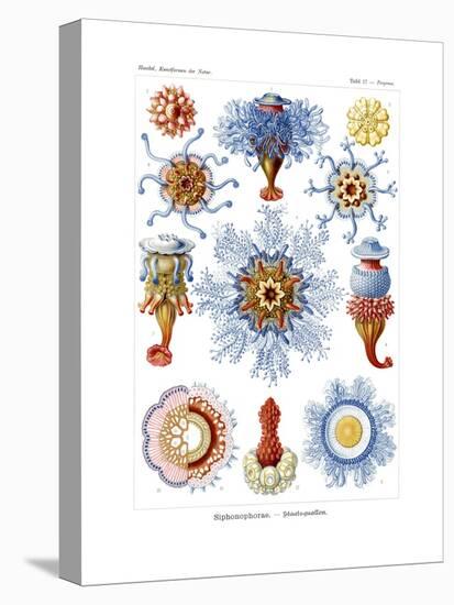Siphonophorae, 1899-1904-null-Stretched Canvas