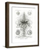 Siphonophorae, 1899-1904-null-Framed Giclee Print