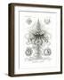 Siphonophorae, 1899-1904-null-Framed Giclee Print