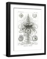 Siphonophorae, 1899-1904-null-Framed Giclee Print