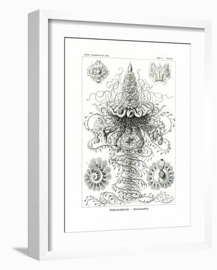 Siphonophorae, 1899-1904-null-Framed Giclee Print