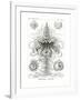 Siphonophorae, 1899-1904-null-Framed Giclee Print