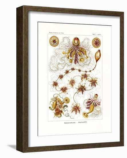 Siphonophorae, 1899-1904-null-Framed Giclee Print