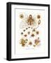 Siphonophorae, 1899-1904-null-Framed Giclee Print