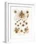 Siphonophorae, 1899-1904-null-Framed Giclee Print