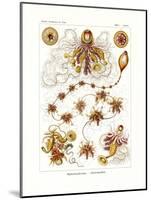 Siphonophorae, 1899-1904-null-Mounted Giclee Print