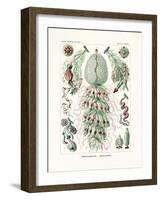 Siphonophorae, 1899-1904-null-Framed Giclee Print