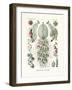 Siphonophorae, 1899-1904-null-Framed Giclee Print