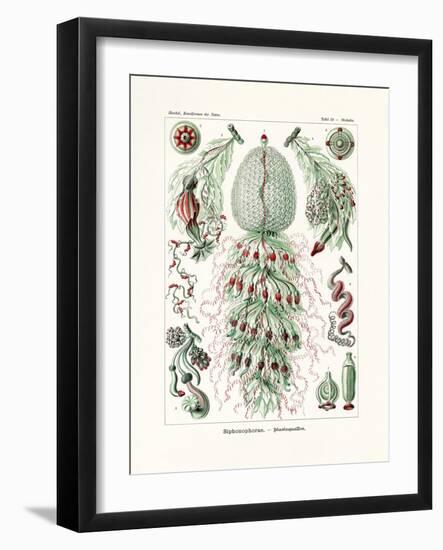Siphonophorae, 1899-1904-null-Framed Giclee Print