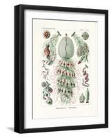 Siphonophorae, 1899-1904-null-Framed Giclee Print