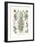 Siphonophorae, 1899-1904-null-Framed Giclee Print