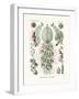 Siphonophorae, 1899-1904-null-Framed Giclee Print