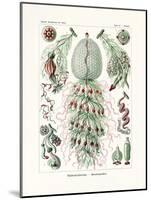 Siphonophorae, 1899-1904-null-Mounted Giclee Print