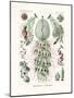 Siphonophorae, 1899-1904-null-Mounted Giclee Print