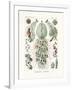 Siphonophorae, 1899-1904-null-Framed Giclee Print