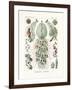 Siphonophorae, 1899-1904-null-Framed Giclee Print