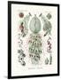 Siphonophorae, 1899-1904-null-Framed Giclee Print