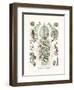 Siphonophorae, 1899-1904-null-Framed Giclee Print