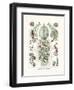 Siphonophorae, 1899-1904-null-Framed Giclee Print