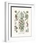 Siphonophorae, 1899-1904-null-Framed Giclee Print