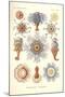 Siphonophorae - Jelly Fish, from 'Kunstformen Der Natur', Engraved by Adolf Giltsch, Published 1904-Ernst Haeckel-Mounted Giclee Print