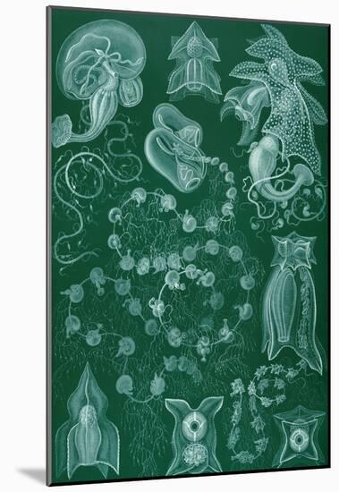 Siphonophorae Nature Art Print Poster by Ernst Haeckel-null-Mounted Poster