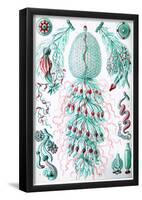 Siphonophorae Nature Art Print Poster-null-Framed Poster