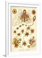 Siphonophorae - Scheiben-Strahlinge - Heliodiscus-null-Framed Giclee Print