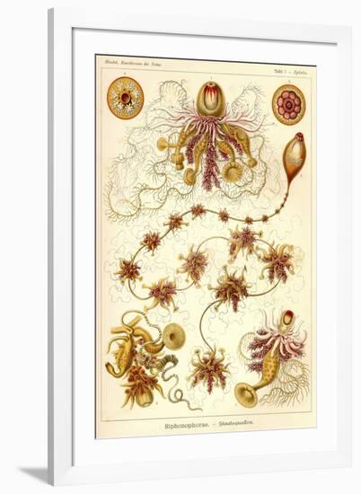 Siphonophorae - Scheiben-Strahlinge - Heliodiscus-null-Framed Giclee Print