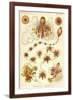 Siphonophorae - Scheiben-Strahlinge - Heliodiscus-null-Framed Giclee Print