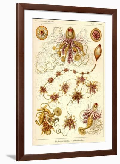 Siphonophorae - Scheiben-Strahlinge - Heliodiscus-null-Framed Giclee Print