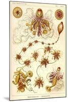 Siphonophorae - Scheiben-Strahlinge - Heliodiscus-null-Mounted Giclee Print