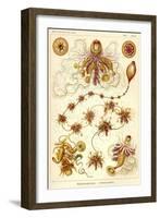 Siphonophorae - Scheiben-Strahlinge - Heliodiscus-null-Framed Giclee Print