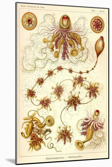 Siphonophorae - Scheiben-Strahlinge - Heliodiscus-null-Mounted Giclee Print