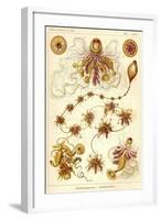 Siphonophorae - Scheiben-Strahlinge - Heliodiscus-null-Framed Giclee Print