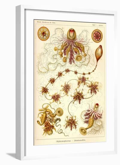 Siphonophorae - Scheiben-Strahlinge - Heliodiscus-null-Framed Giclee Print