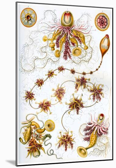 Siphonophores Nature Art Print Poster by Ernst Haeckel-null-Mounted Poster