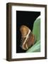 Siproeta Epaphus (Rusty-Tipped Page, Brown Siproeta)-Paul Starosta-Framed Photographic Print