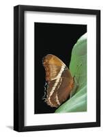 Siproeta Epaphus (Rusty-Tipped Page, Brown Siproeta)-Paul Starosta-Framed Photographic Print
