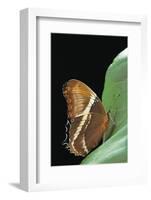 Siproeta Epaphus (Rusty-Tipped Page, Brown Siproeta)-Paul Starosta-Framed Photographic Print