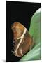 Siproeta Epaphus (Rusty-Tipped Page, Brown Siproeta)-Paul Starosta-Mounted Photographic Print