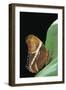 Siproeta Epaphus (Rusty-Tipped Page, Brown Siproeta)-Paul Starosta-Framed Photographic Print