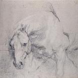 Head and Forequarters of a Gray Horse-Sir Anthony Van Dyck-Giclee Print
