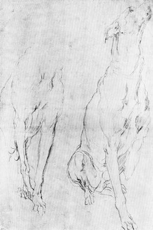 Study for the Greyhound in the Portrait of the Duke of Richmond, C1634
