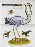 Heron and Humming Birds, from 'A Voyage to the Islands of Madera, Barbados,-Sir Hans Sloane-Mounted Premium Giclee Print