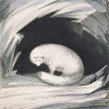 Arctic Fox, from Narrative of a Second Voyage in Search of a North-West Passage-Sir John Ross-Giclee Print