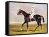 Sir Mark Wood's Racehorse 'Lucetta' with J. Robinson Up-John Frederick Herring I-Framed Stretched Canvas