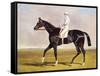 Sir Mark Wood's Racehorse 'Lucetta' with J. Robinson Up-John Frederick Herring I-Framed Stretched Canvas
